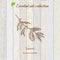 Laurel, essential oil label, aromatic plant