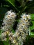 This laurel flower is deadly dangerous as all parts of this popular hedging plant are poisonous