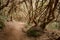 Laurel forest, Anaga Mountains, Tenerife, Spain