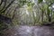 Laurel forests on the volcanic island of Tenerife in rainy weather. Dirty walking trail through the forest.