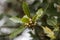 Laurel Laurus nobilis growing wild in Madeira