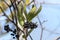 Laurel Leaf Greenbrier vine and fruit