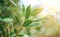 Laurel plant growing in a garden. Closeup of fresh organic laurel leaves, macro shot. Herbs and spices, condiments