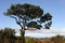 Laurel tree in laurel forest or laurissilva in evergreen forest in Madeira island, Portugal