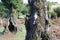 Laurel tree in laurel forest or laurissilva in evergreen forest in Madeira island, Portugal