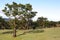 Laurel tree in laurel forest or laurissilva in evergreen forest in Madeira island, Portugal