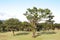 Laurel tree in laurel forest or laurissilva in evergreen forest in Madeira island, Portugal