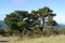 Laurel tree in laurel forest or laurissilva in evergreen forest in Madeira island, Portugal