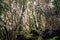 Laurel trees inside cloud forest, Tenerife