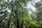 Laurel trees inside thick forest, rainforest