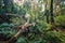 Laurel trees inside thick forest, rainforest