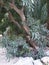 Laurel trunk around it many green leaves