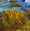 (Laurencia papillosa, Rhodophyta), algae on stones at the water\\\'s edge during the surge, western Crimea