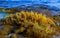 (Laurencia papillosa, Rhodophyta), algae on stones at the water\\\'s edge during the surge, western Crimea