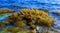 (Laurencia papillosa, Rhodophyta), algae on stones at the water\\\'s edge during the surge, western Crimea