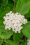 Laurestine Viburnum rugosum, a cyme of creamy-white flowers