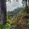 Laurisilva Forest in Madeira island by stormy weather