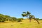 Laurissilva forest located on the plateau of Paul da Serra in Fanal, Madeira Island, Portugal. Old laurel trees are the natural