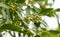 Laurus nobilis aromatic evergreen leaves with flower bud close-up. Bay tree bay laurel, sweet bay, true laurel, Grecian laurel