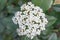 Laurustinus Viburnum tinus, cluster of tiny white flowers top view