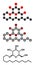 Lauryl glucoside (dodecyl glucoside) non-ionic surfactant molecule. Mild detergent, often used in cosmetics, shampoos, etc.