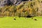 Lauterbrunnen Valley with Swiss cows grazing, Switzerland