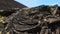 Lava cordata Pahoehoe on the Etna volcano