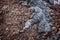 Lava Detail, Hawaii