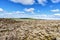 Lava field covered with moss on rocks in summer, Iceland