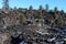 Lava Field Crater Surrounded by Scrub and Pine