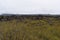 The lava field Dimmu Borgir in Myvatn, Iceland