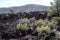 Lava field in Sunset Crater Volcano National Monument