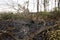 Lava flow in Hawaii, which has burned trees and shrubs