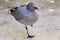 Lava Gull on Genovesa Island, Galapagos National Park, Ecuador