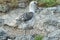Lava gull (Leucophaeus fuliginosus)