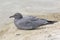 Lava Gull on a ocean beach