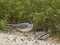 Lava gull pair on the beach at isla genovesa in the galapagos