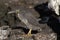 Lava Heron, butorides sundevalli, Adult standing on Rocks