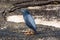 Lava Heron posing in the Galapagos