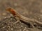 Lava lizard, Galapagos