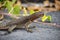 A Lava Lizard Microlophus delanonis sits on a rock on Isla EspaÃ±ola in the Galapagos Islands