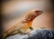 A Lava Lizard Microlophus delanonis sits on a rock on Isla EspaÃ±ola in the Galapagos Islands