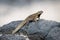 Lava lizard perched on grey volcanic rock