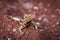 Lava lizard on pile of red sand