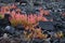 Lava plants bladder dock Lanzarote