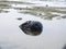 Lava Rock in a calm sea