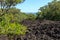 Lava rock and forests on Rangitoto Island, New Zealand