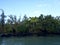 Lava Rock and trees in Ocean water and fresh water merge area of Carlsmith Beach Park