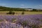 Lavanda fields and Mont Ventoux in background, Provence