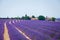 Lavanda fields. Provence